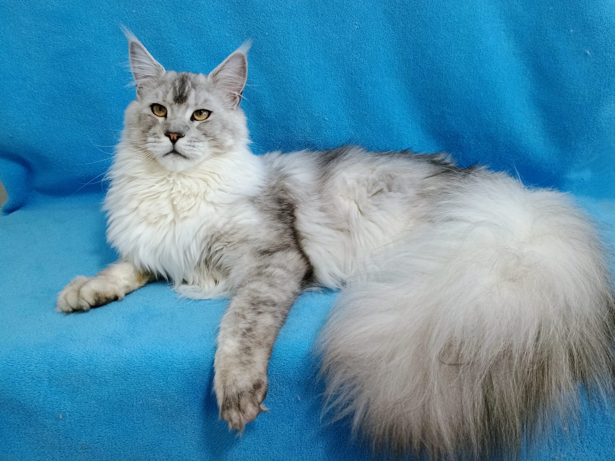 Zeus Maivelien