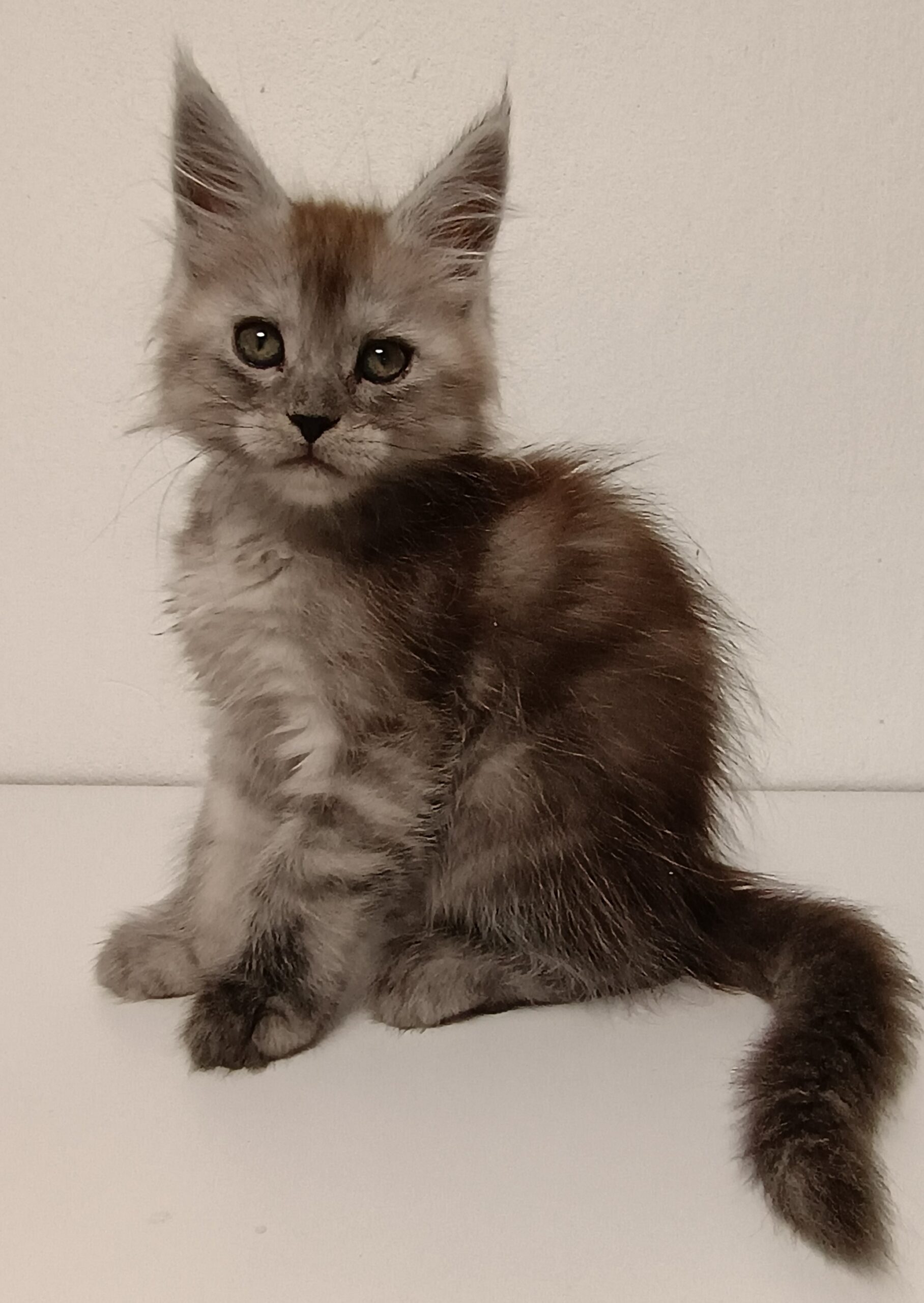 Taisa